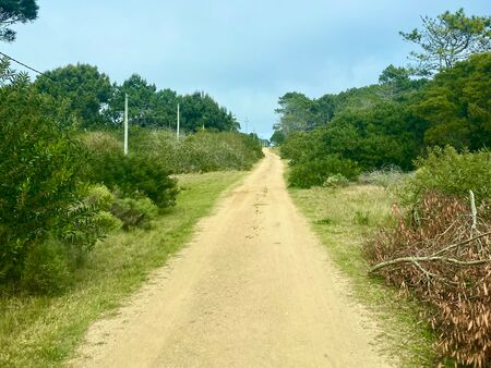 Ein idyllischer Schotterweg schlängelt sich durch die Landschaft Uruguays, gesäumt von üppig grünen Wiesen und vereinzelten Bäumen, die unter einem strahlend blauen Himmel stehen. Die Ruhe und Abgeschiedenheit der Landschaft laden zum Verweilen ein.