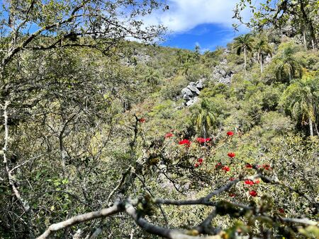 Blick auf die üppig bewachsene Landschaft der Quebrada de los Cuervos in Uruguay, mit dichtem Grün, Felsformationen und einigen roten Blüten im Vordergrund. Palmen ragen aus der Vegetation hervor, unter einem blauen Himmel mit einigen weißen Wolken.