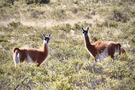 Zwei Guanacos in freier Wildbahn (im hohen Gras) auf der patagonischen Halbinsel Valdés. Beide schauen interessiert in die Kamera.