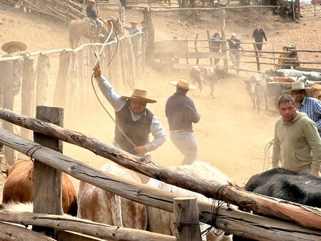 Mehrere Viehtreiber mit Strohhüten arbeiten auf einer staubigen Ranch in Chile, treiben Rinder durch einen Holzkorridor. Einer der Männer schwingt ein Lasso, während andere zuschauen oder mit den Tieren interagieren.