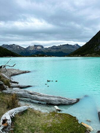Eine Entenfamilie auf einem türkisblauen See in Patagonien. Es ist die Laguna Esmeralda in der Nähe von Ushuaia. Im Vordergrund ein bisschen Rasen mit toten Baumstämmen, im Hintergrund die patagonischen Anden. Ein idyllischer und farbenprächtiger Anblick.