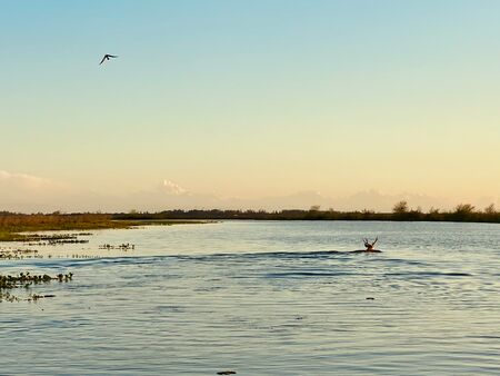 Der Iberá - Nationalpark. Ein romantisches Bild auf dem ein Hirsch in weiter Ferne durch den Sumpf schwimmt. Dazu oben rechts eine Silhouette eines Vogels. Es ist Abend und der Horizont leuchtet rosa-gelblich. Im Vordergrund das Sumpfwasser.