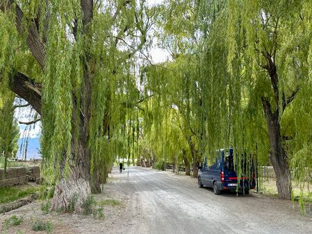Ein blauer Van parkt unter großen, hängenden Weidenbäumen entlang einer unbefestigten Straße, während im Hintergrund eine Person entlangläuft.