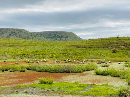 Eine malerische Szene im Valle del Lunarejo, Uruguay: grüne Hügel unter bewölktem Himmel, ein Teich mit üppiger Vegetation und Vögeln. Diese idyllische Landschaft zeigt die unberührte Natur und reiche Tierwelt des Parks.