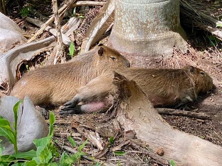 Zwei Capybaras liegen kuschelnd in Uruguay im Santa Teresa Nationalpark unter einem Baum.