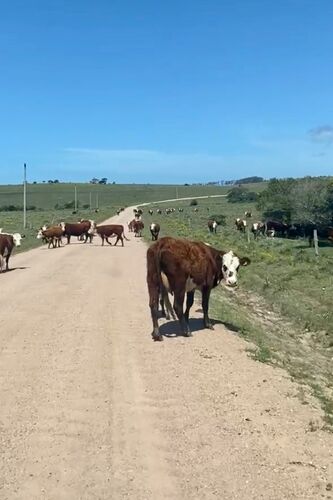 Eine Rinderherde wandert gemächlich über eine abgelegene Schotterpiste in Uruguay. Die ländliche Szene zeigt die natürliche Schönheit und Ruhe des Landes, mit weitläufigem Weideland im Hintergrund. Dieses Bild verkörpert das alltägliche Leben und die trad