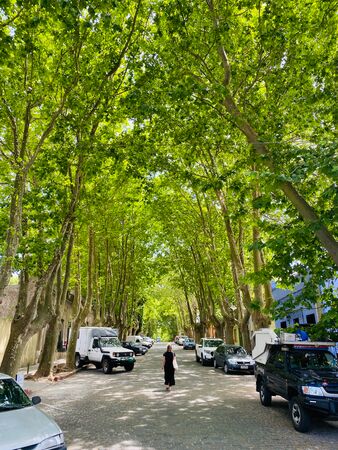 Eine Frau spaziert durch eine malerische Allee in Colonia del Sacramento, Uruguay. Die Allee ist vollständig von grünen Bäumen überwachsen, die einen natürlichen, schattigen Tunnel bilden und die historische Atmosphäre der Altstadt unterstreichen.
