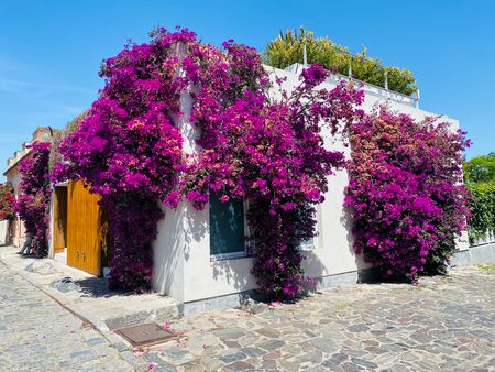 Ein weißes Gebäude in der Altstadt von Colonia del Sacramento ist üppig mit pinken Blüten überwachsen. Die Szene strahlt Ruhe und Schönheit aus, typisch für die malerische Architektur und die blühenden Pflanzen, die die Stadt zieren.