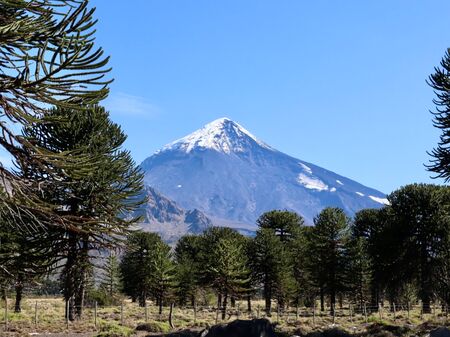 Ein lila schimmernder Vulkan mit schneebedeckter Spitze. Im Vordergrund Araukanien-Bäume. Aufgenommen ist das Bild im Lanín Nationalpark in Argentinien. Durch die Perspektive wird klar, wie riesig der Vulkan ist.