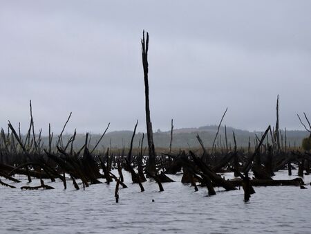 Lauter dunkle Baumstumpfe vom Wasser halb verschluckt. Im Hintergrund eine Moorlandschaft. Es sieht bedrohlich mystisch und nach Tod aus. Trotzdem ist es irgendwie ein schöner schauriger Anblick. Der Himmel ist grau. Es ist nebelig.